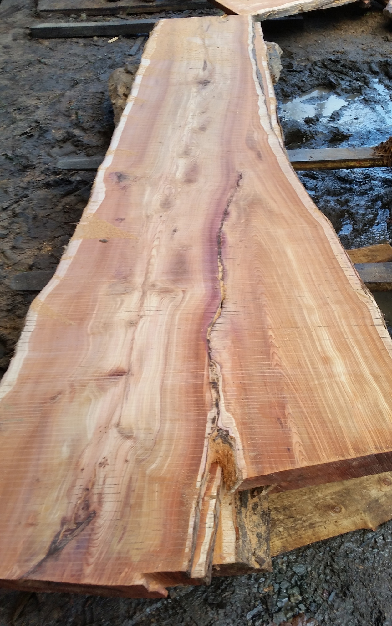 Special Yew boards now in stock Cornwall Hardwood Supplies