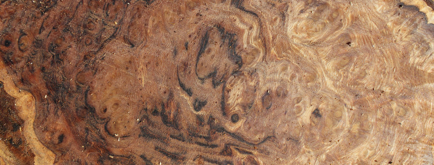 Green Tiger Striped Sweet Chestnut