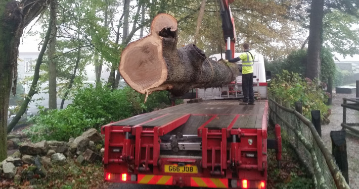 Cornish Sessile Recovered Oak